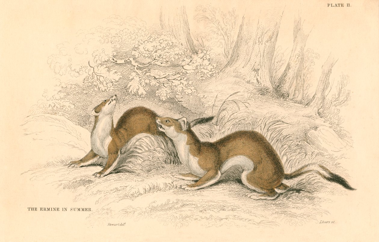 Gronostaj Mustela erminea, członek rodziny łasic, 1828 autorstwa Unbekannt