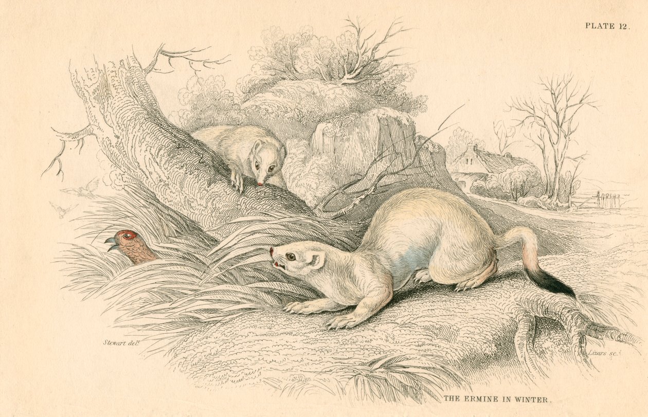 Gronostaj Mustela erminea, członek rodziny łasic, 1828 autorstwa Unbekannt
