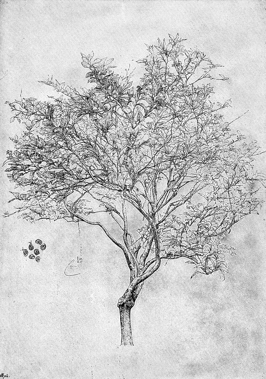 Studium drzewa cytrynowego, 1899 autorstwa Unbekannt