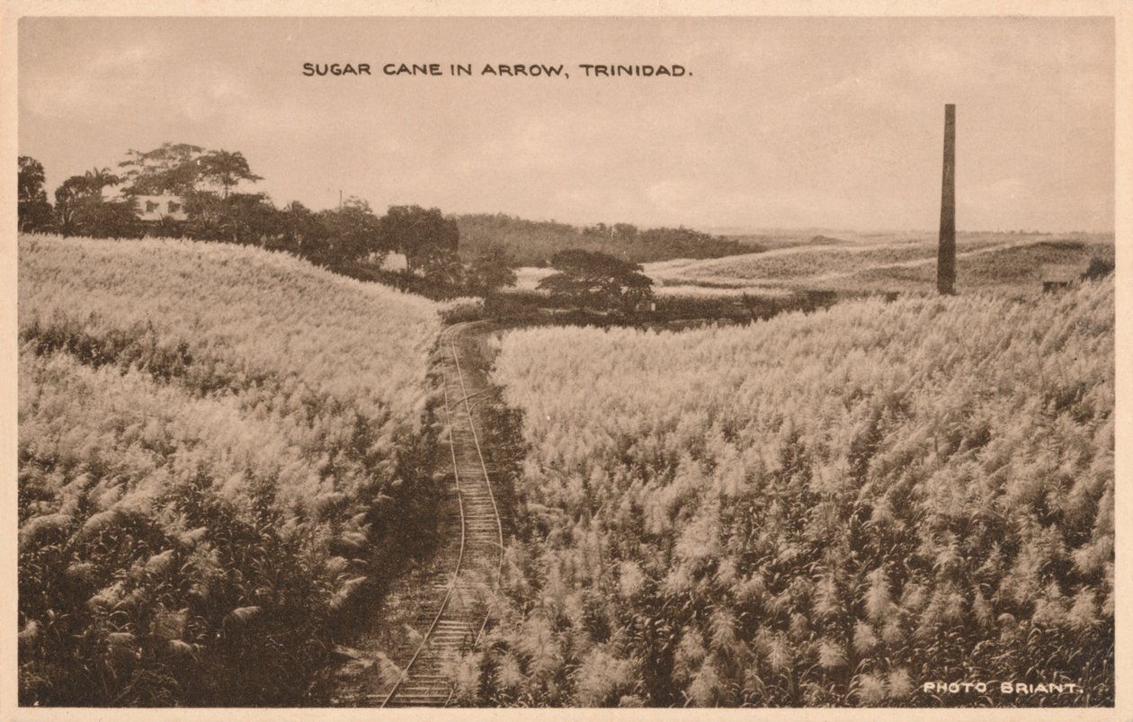 Trzcina cukrowa w Arrow Trinidad, ok. 1900 r. autorstwa Unbekannt