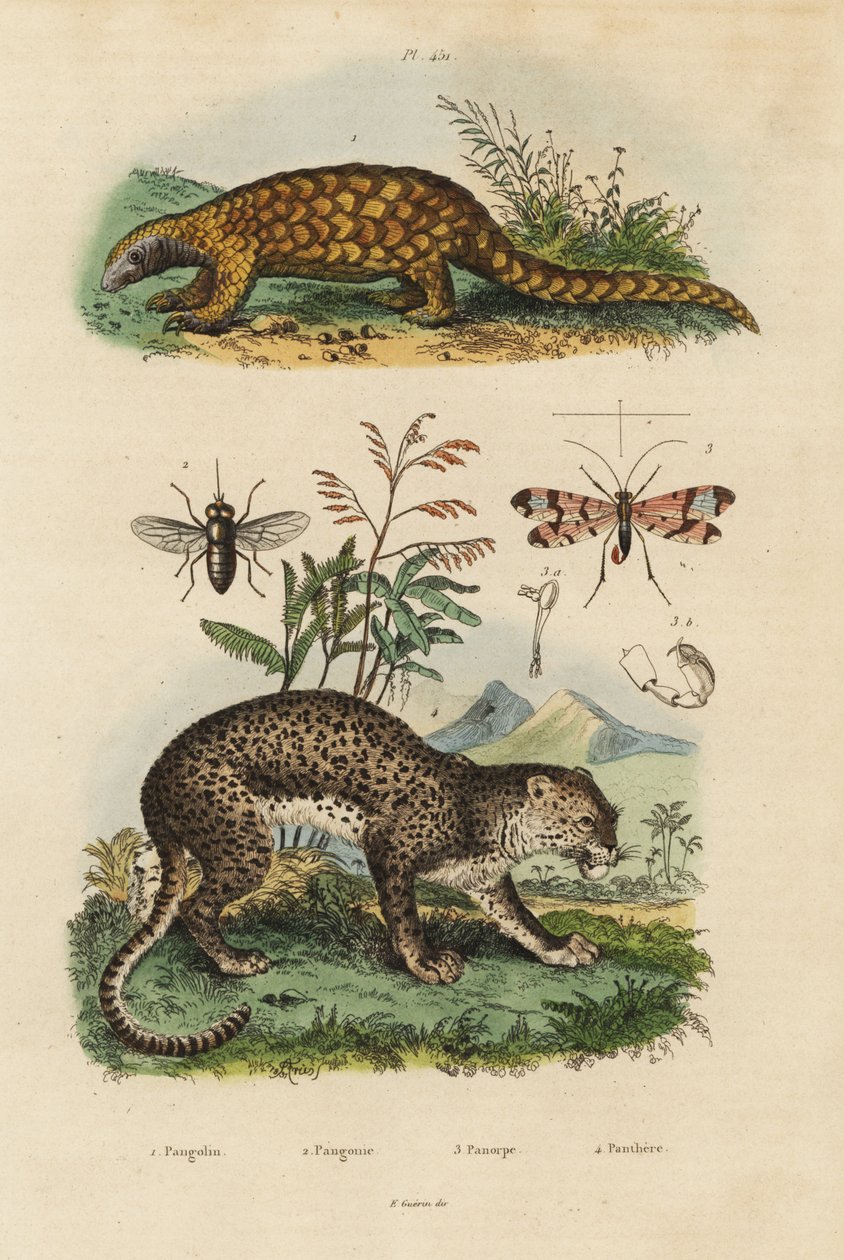 Łuskowiec Sunda, Manis javanica, krytycznie zagrożony 1, lampart, Panthera pardus 4, mucha końska, Tabanus rostratus 3, mucha skorpiona, Panorpa communis 3 autorstwa Unbekannt