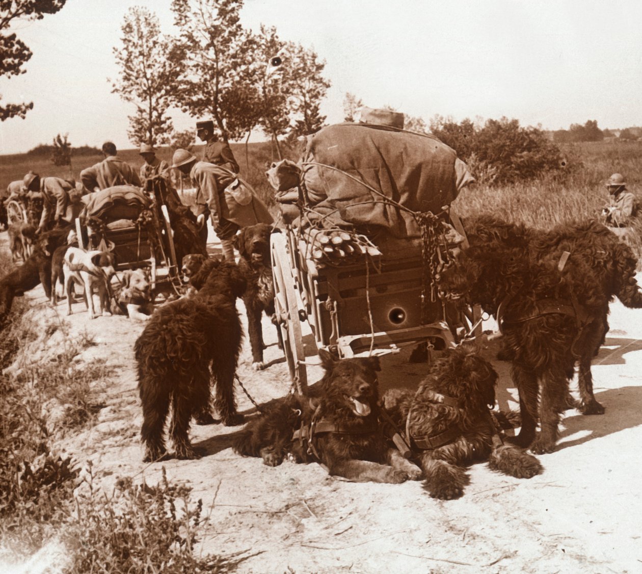Zaopatrzenie psów, c1914-c1918 autorstwa Unbekannt
