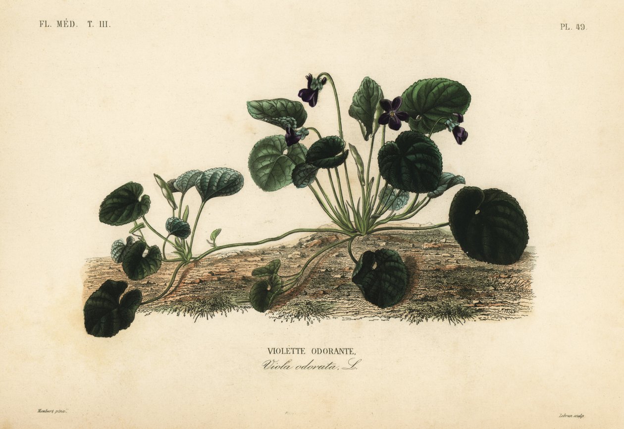 Słodki fiołek lub fiołek ogrodowy, Viola odorata, Słodki fiołek autorstwa Unbekannt
