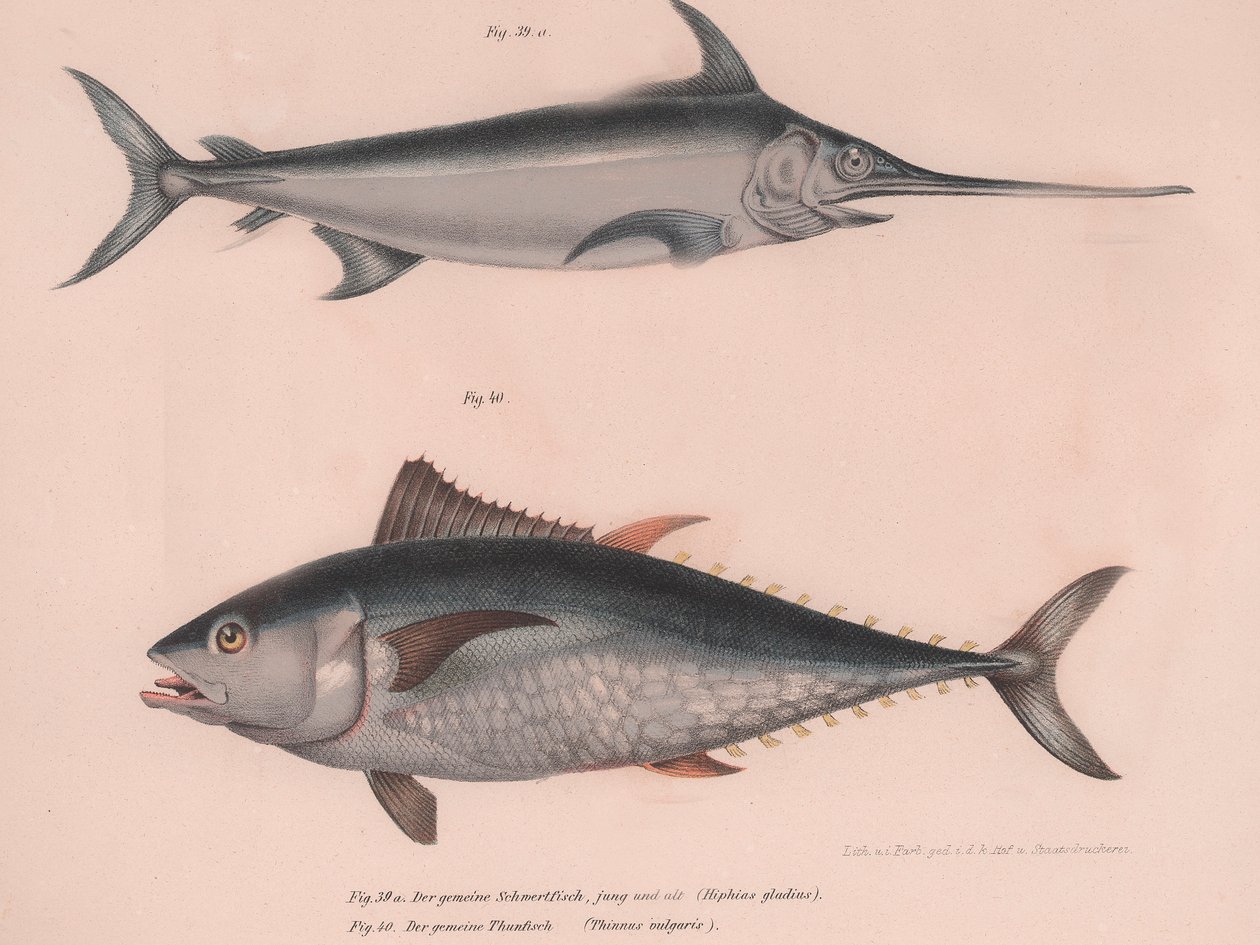 Miecz miecznika Xiphias, Thinnus bulgaris, ok. 1850 r. autorstwa Unbekannt