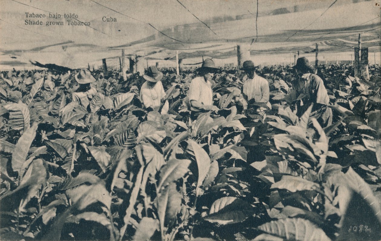 Tytoń pod markizą. Tytoń uprawiany w cieniu - Kuba, ok. 1900 autorstwa Unbekannt