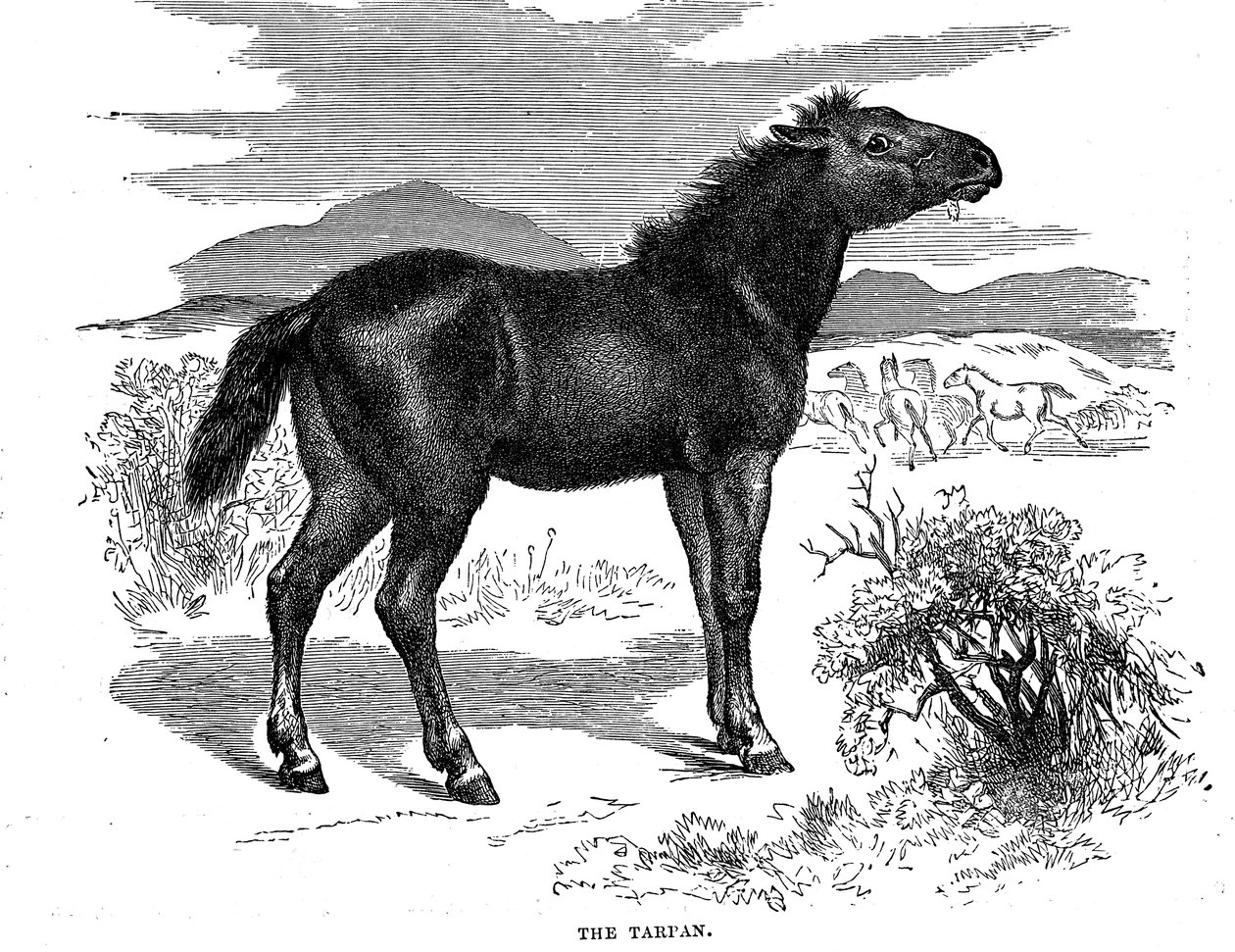 Tarpan, 1884 autorstwa Unbekannt