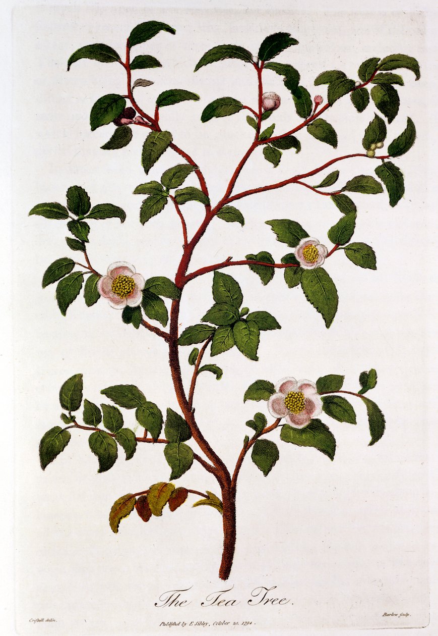 Herbata: gałąź Camellia sinensis, 1798 autorstwa Unbekannt