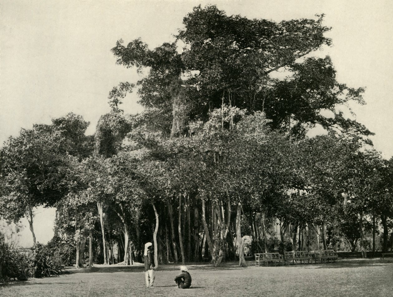 Drzewo Banyan, Barrackpore, 1870, 1925. autorstwa Unbekannt