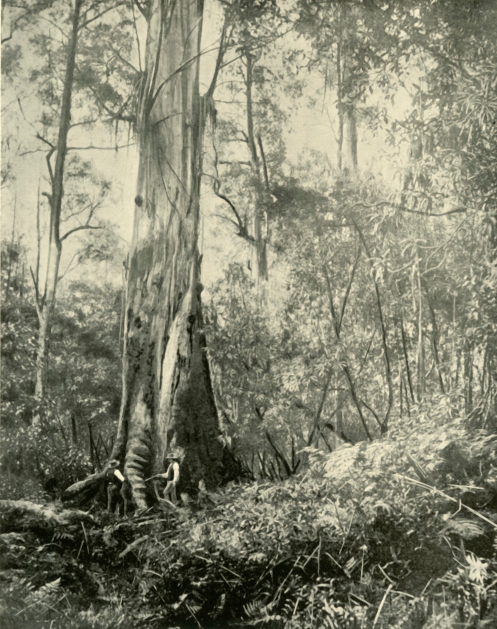 Baron, zauważone wysokie drzewo, 1901. autorstwa Unbekannt