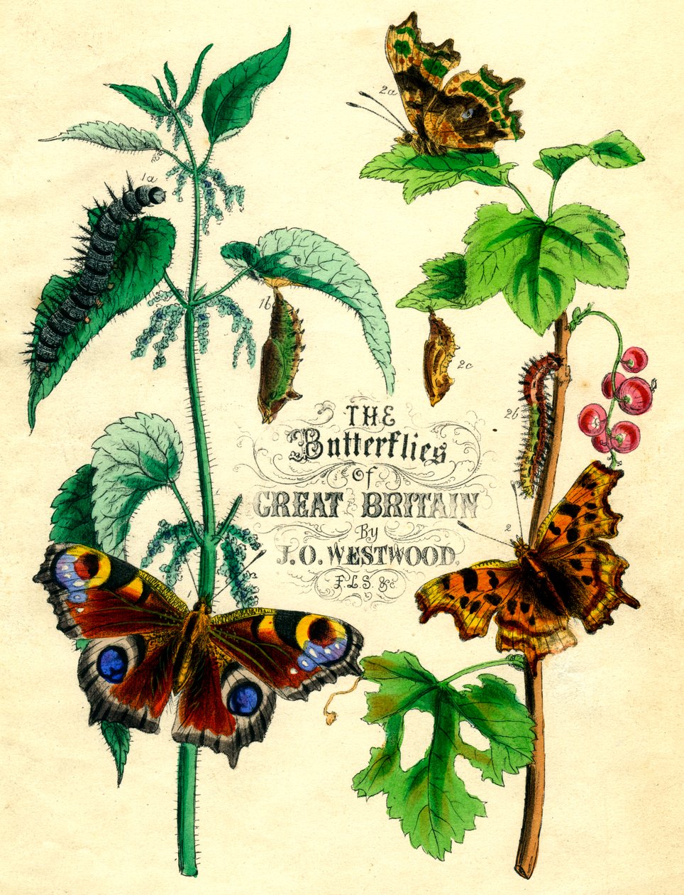 Motyle Wielkiej Brytanii, c1855 autorstwa Unbekannt