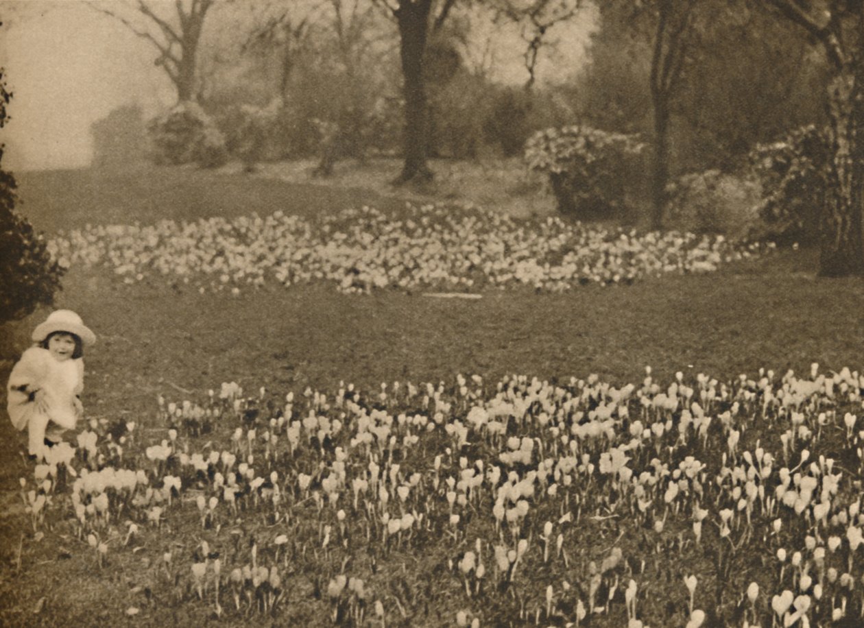 Krokusowy dywan wiosenny, ok. 1935 r. autorstwa Unbekannt