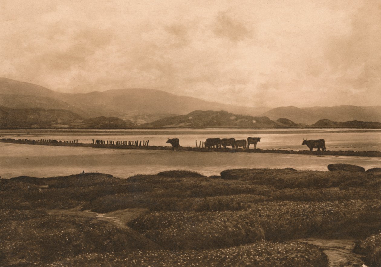 Gołąb w Ynyslas, 1902 autorstwa Unbekannt