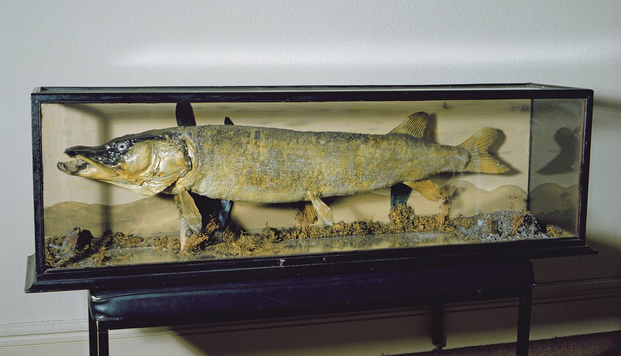 Szczupak Dowdeswell, długość 135 cm autorstwa Unbekannt