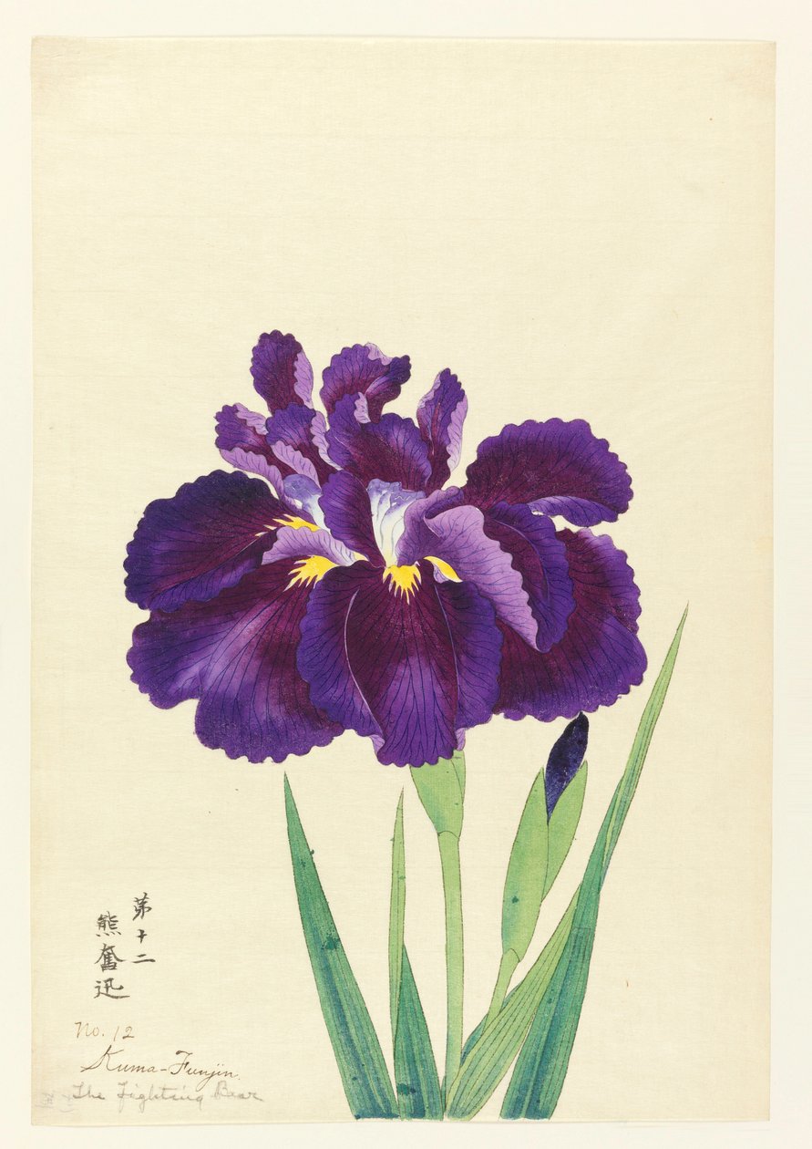 Walki Miś (Funjin), No. 12, CA. 1910 autorstwa Unbekannt