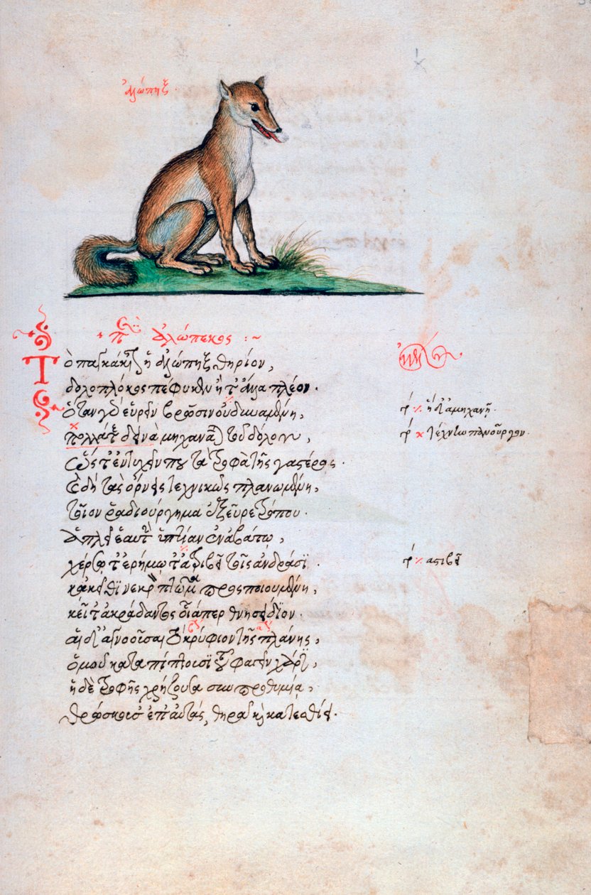 Lis, 1564 autorstwa Unbekannt