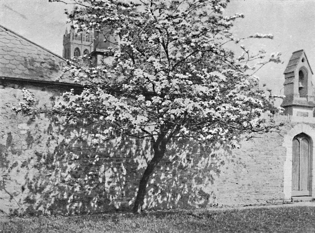 Cierń Glastonbury, 1902 autorstwa Unbekannt