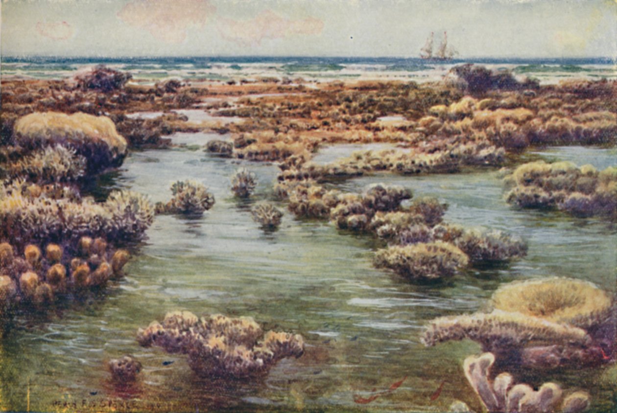 Wielka Rafa Koralowa, 1923. autorstwa Unbekannt