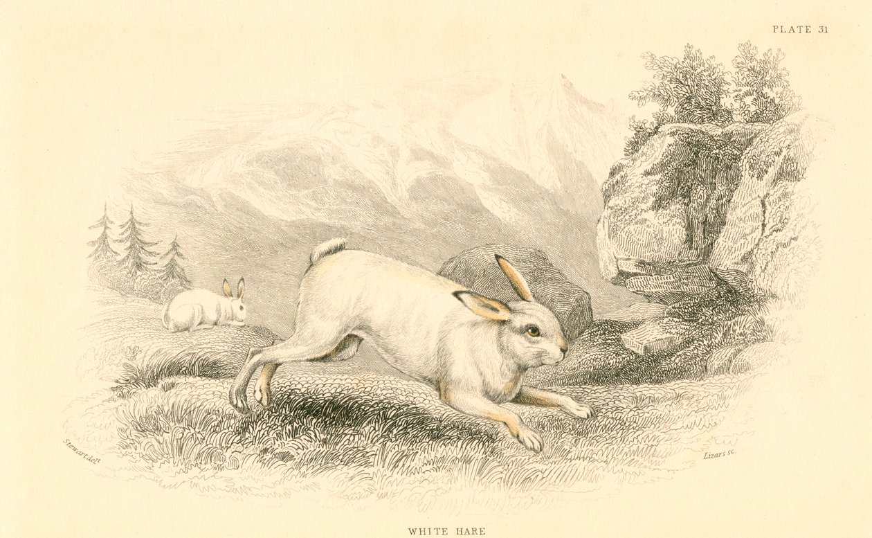 Zając Lepus europaeus, 1828 r. autorstwa Unbekannt