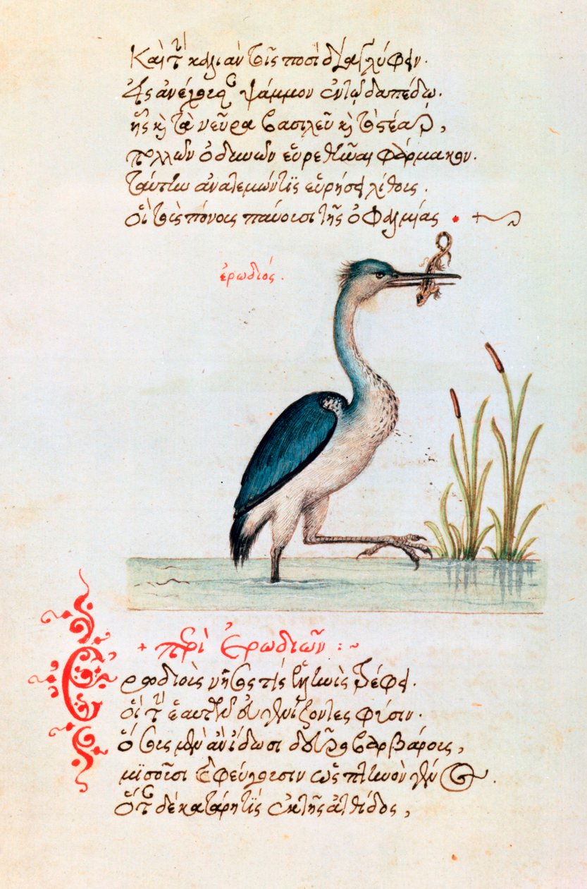 Czapla, 1564 autorstwa Unbekannt