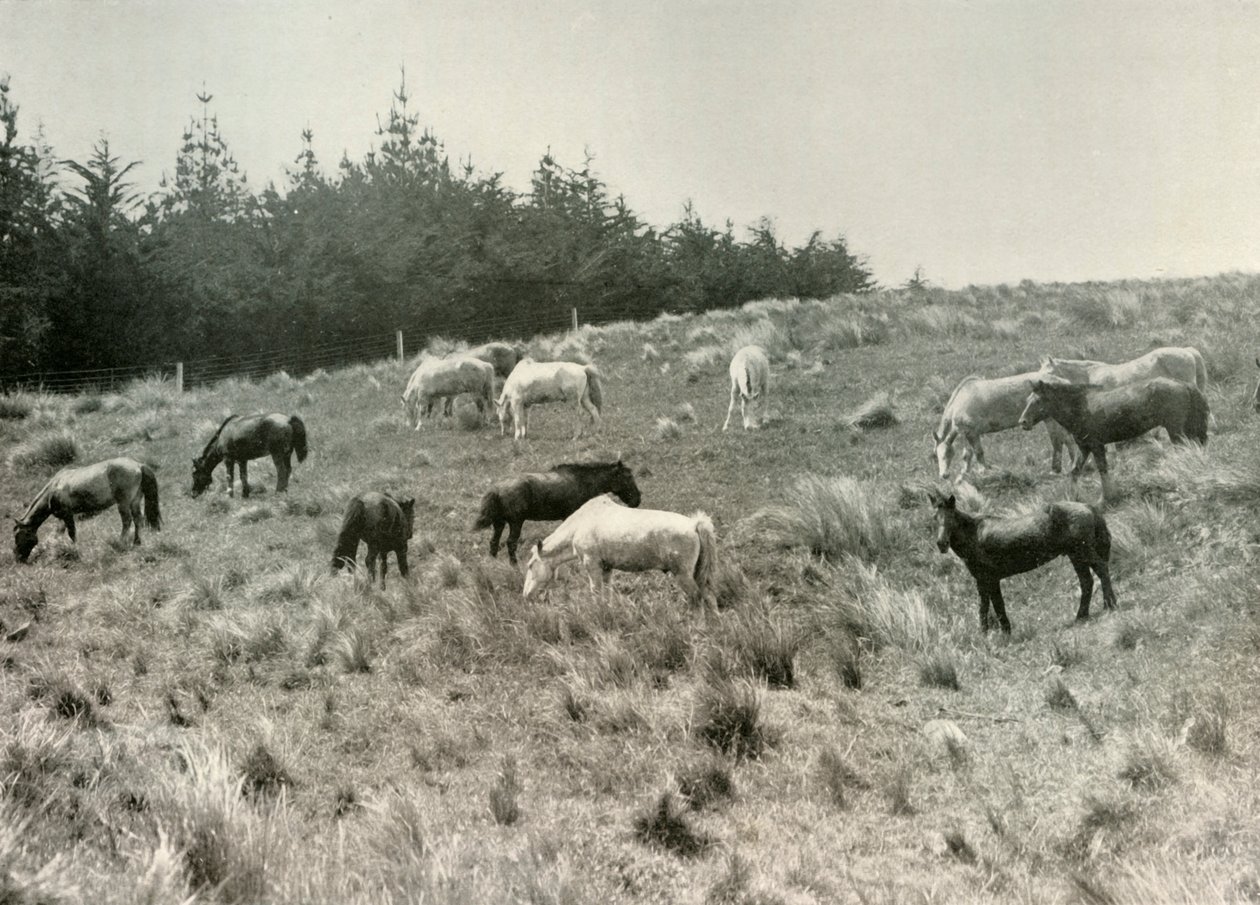 Kuce mandżurskie na wyspie przepiórczej, Port Lyttelton, c1907, 1909 autorstwa Unbekannt