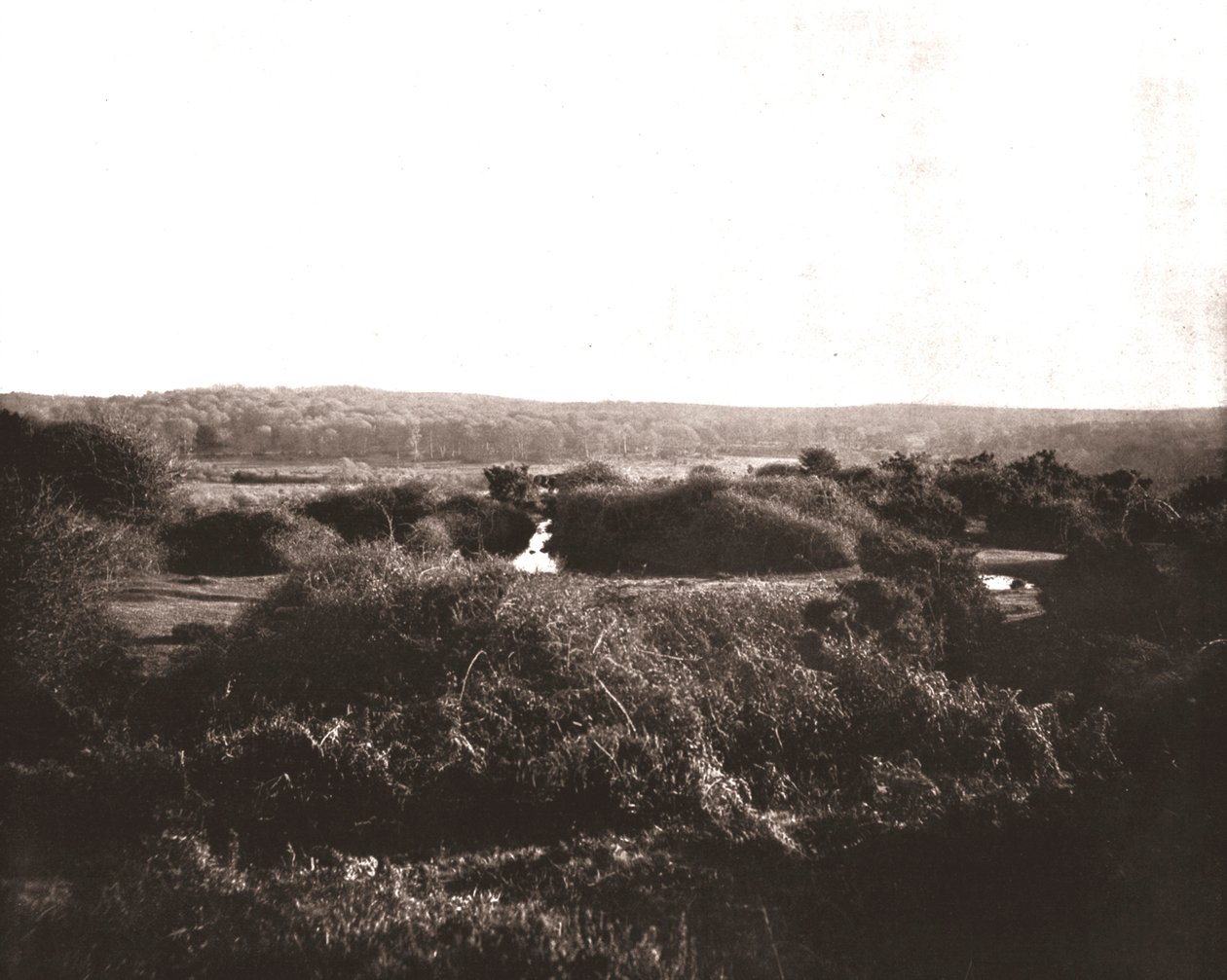 New Forest, Hampshire, 1894. autorstwa Unbekannt