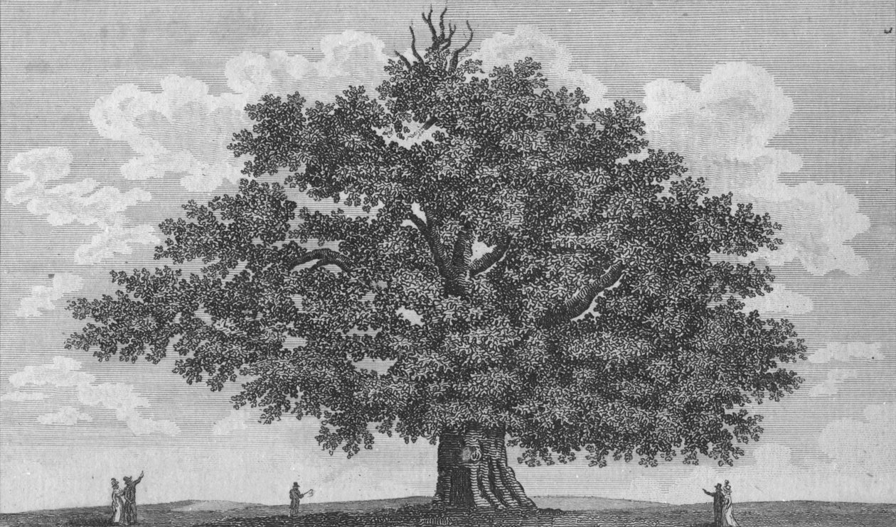 Dąb Penshurst, 1794 autorstwa Unbekannt