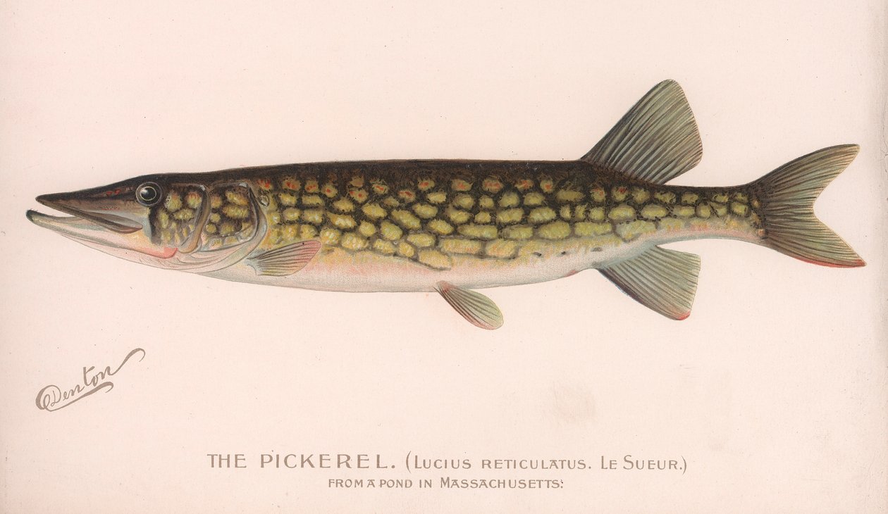 Pickerel Lucius Reticulatus. Le Sueur., ok. 1920 autorstwa Unbekannt