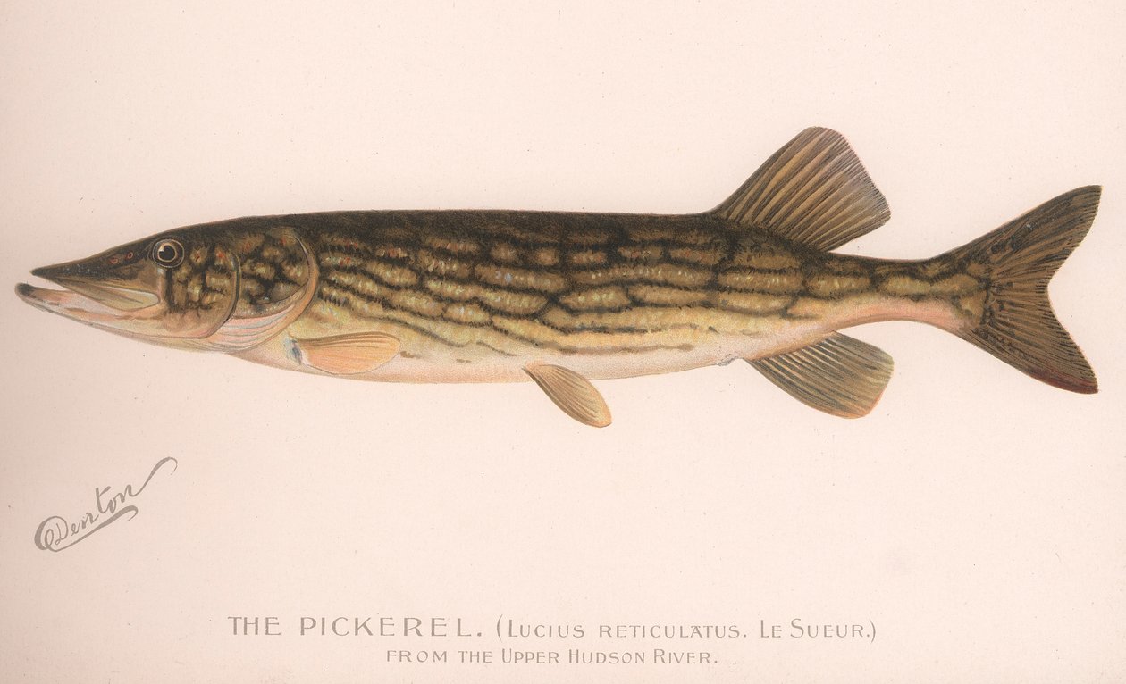 Pickerel Lucius Reticulatus. Le Sueur, ok. 1920 autorstwa Unbekannt