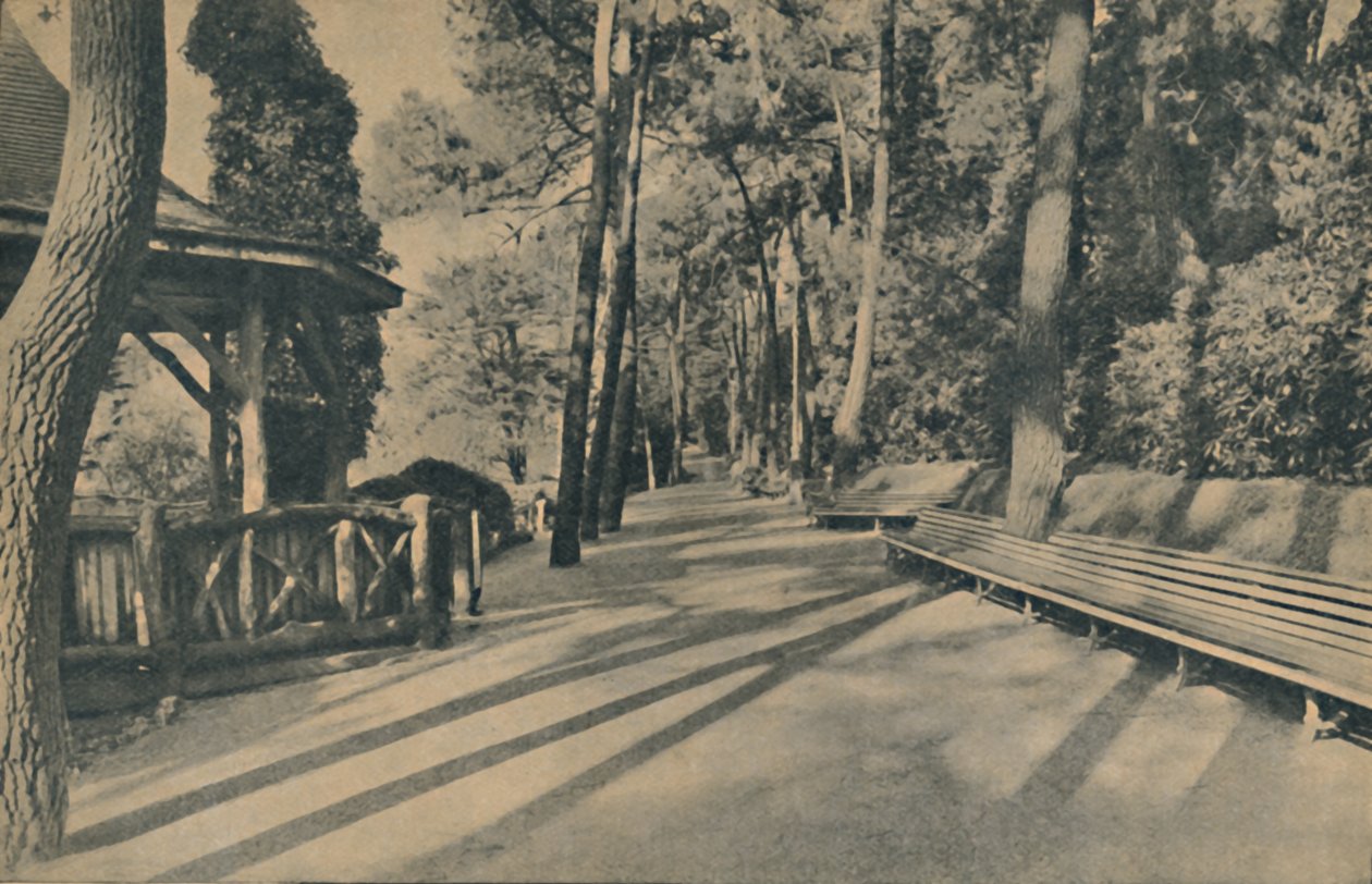 Spacer po sosnach, 1929 autorstwa Unbekannt
