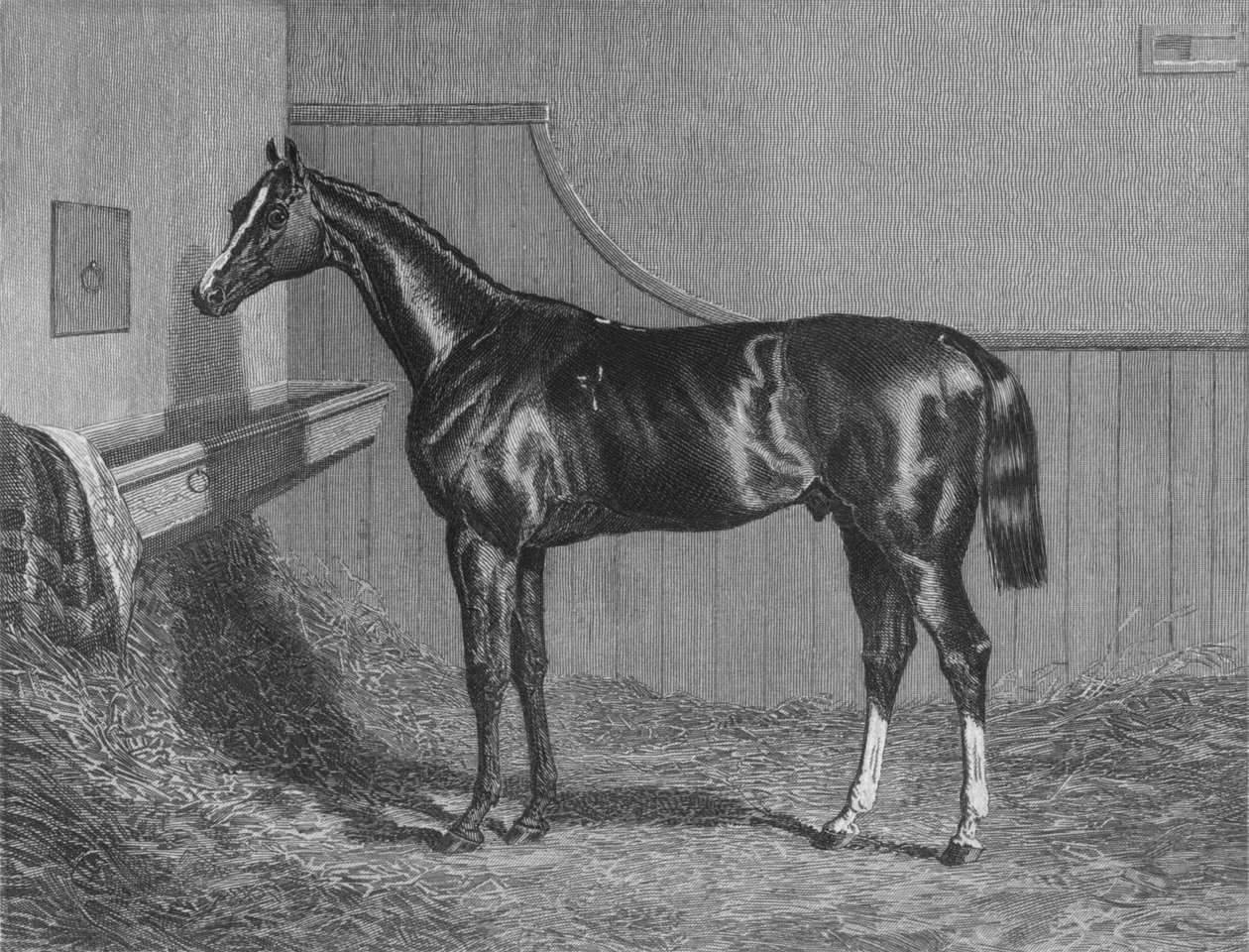 Rt. Kochanie. Hrabia Lichfields Elis. Laureat St. Leger 1836, 1911 autorstwa Unbekannt