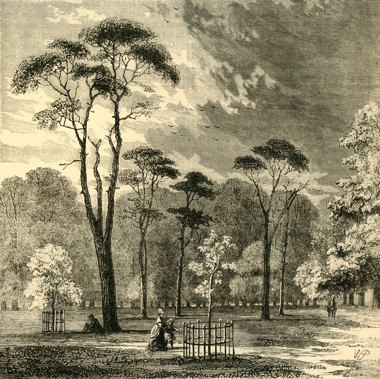 Jodły Szkockie, Ogrody Kensington, ok. 1876 r. autorstwa Unbekannt