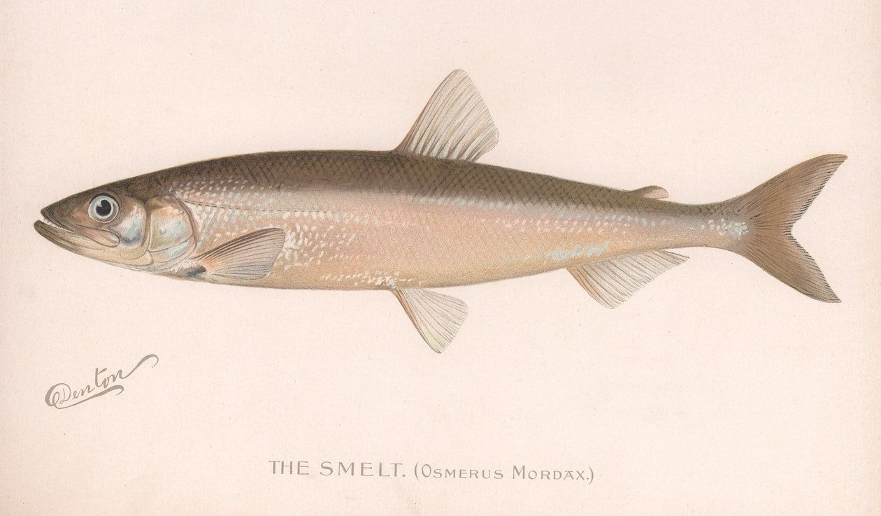Smeet Osmerus Mordax., ok. 1920 autorstwa Unbekannt