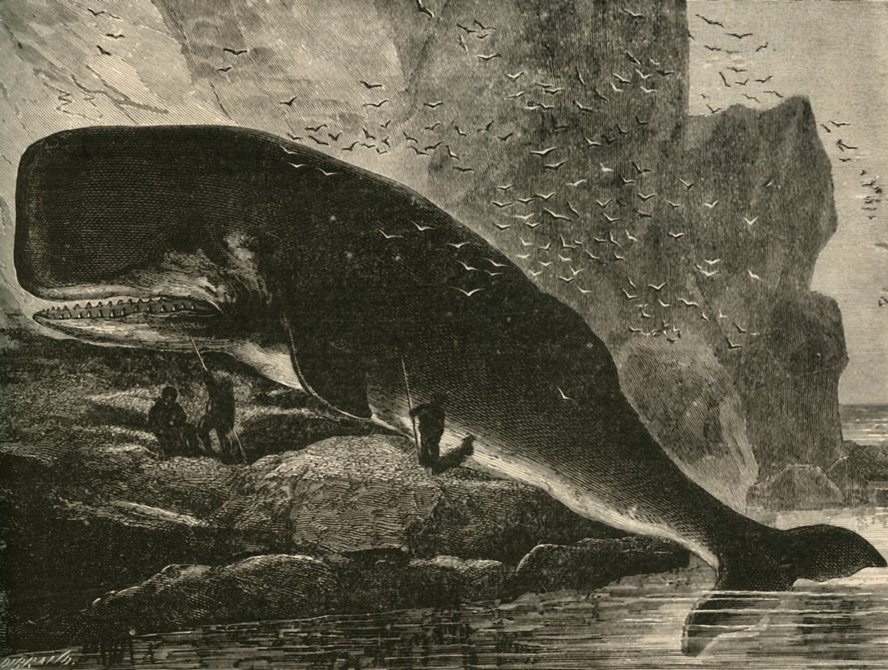 Kaszalot, 1882. autorstwa Unbekannt