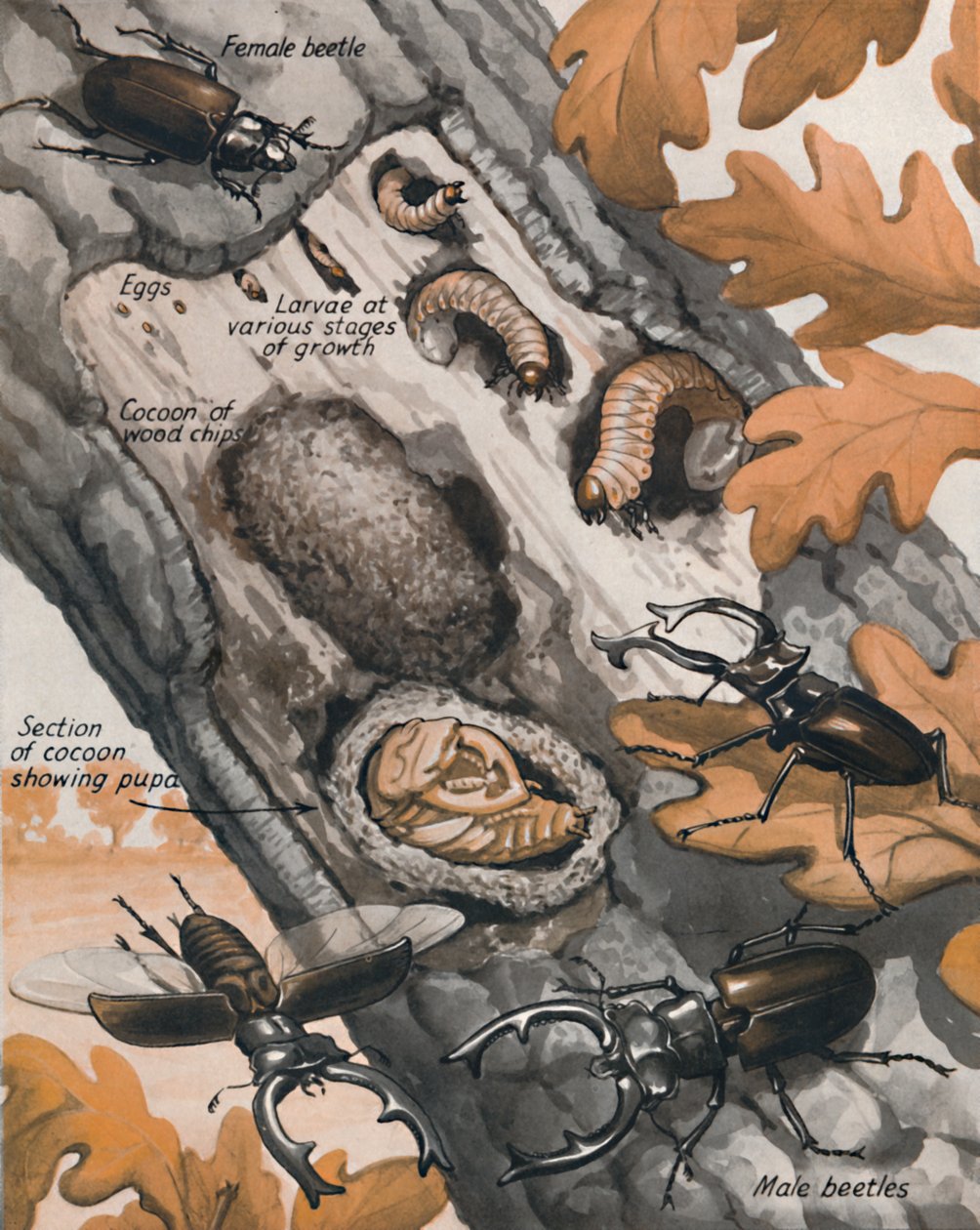 Historia największego brytyjskiego żuka, 1935 autorstwa Unbekannt