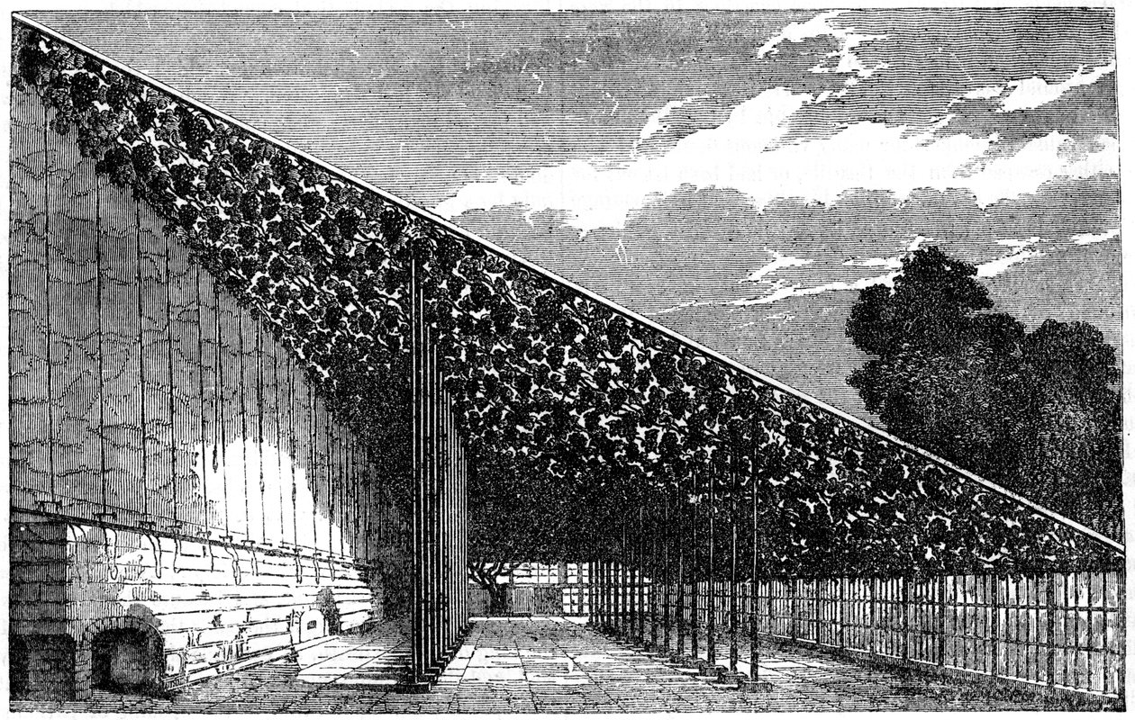Winnica w Hampton Court, XIX wiek autorstwa Unbekannt