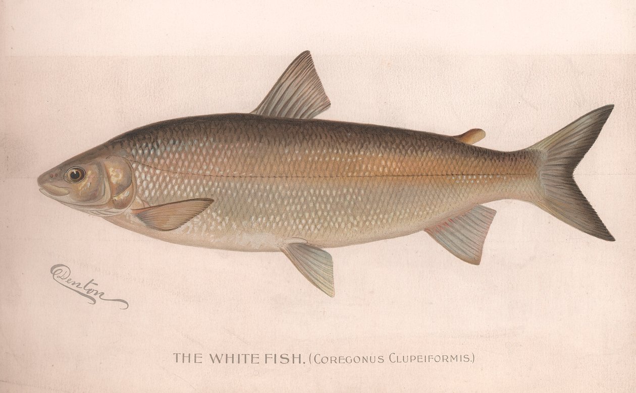 Biała ryba Coregonus Clupeiformis, ok. 1920 r. autorstwa Unbekannt