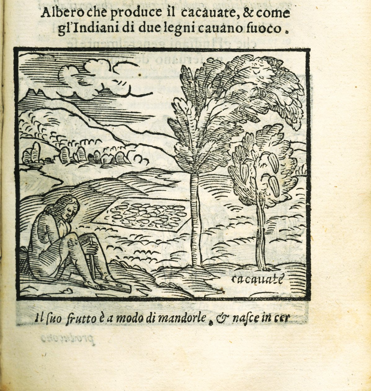 Drzewo kakaowe. Z Historii del Mondo Nuovo autorstwa Girolamo Benzoni, 1563. autorstwa Unbekannt