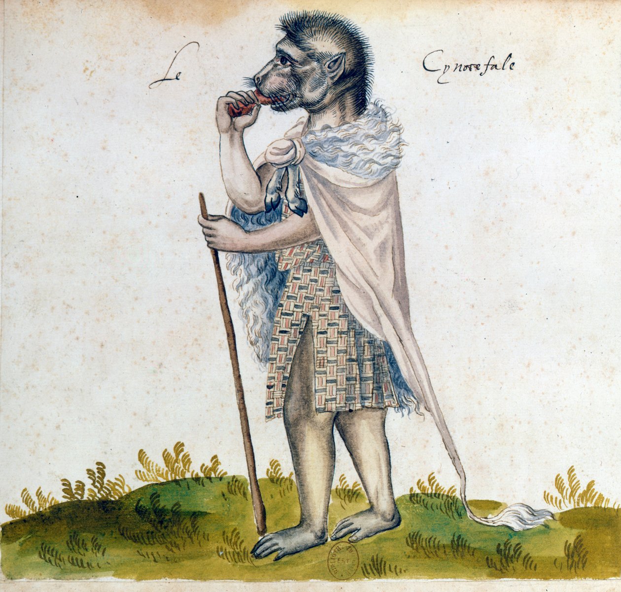 Cynocefal, XV wiek autorstwa Unbekannt