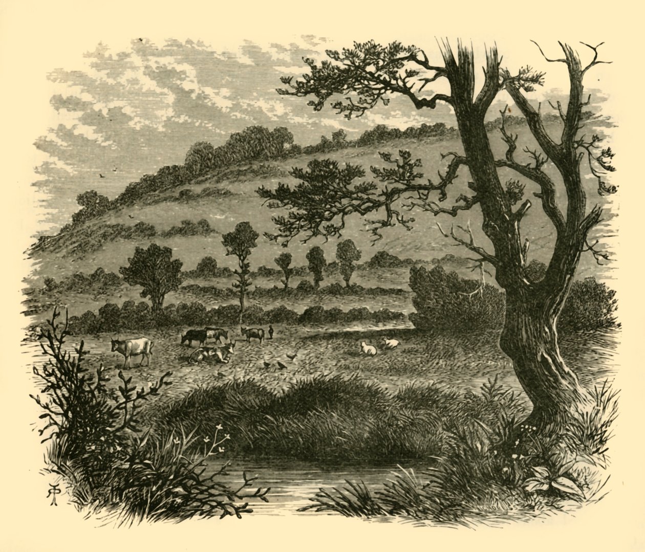 Thistledon, 1898. autorstwa Unbekannt