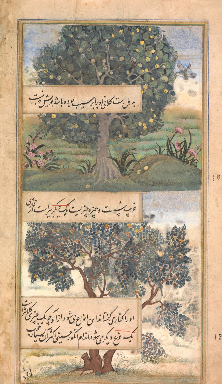 Trzy drzewa Indii, Folio z autobiografii Baburnama z Babur, koniec XVI wieku. autorstwa Unbekannt
