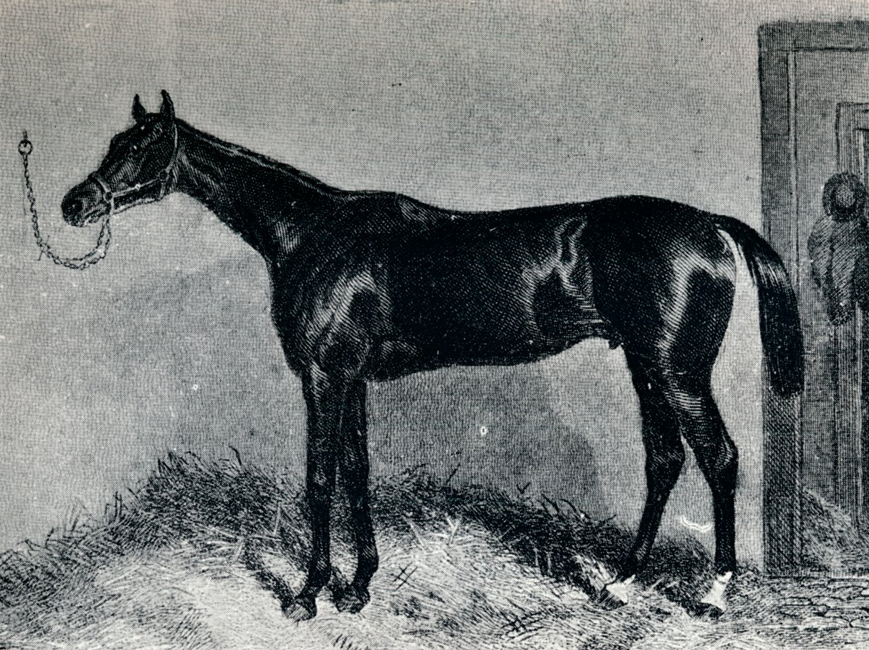 Tim Whiffler, ok. 1860, 1911 autorstwa Unbekannt