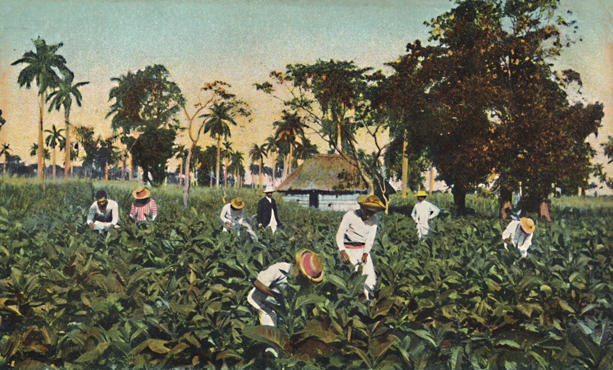 Plantacja tytoniu, Kuba, ok. 1920r. autorstwa Unbekannt