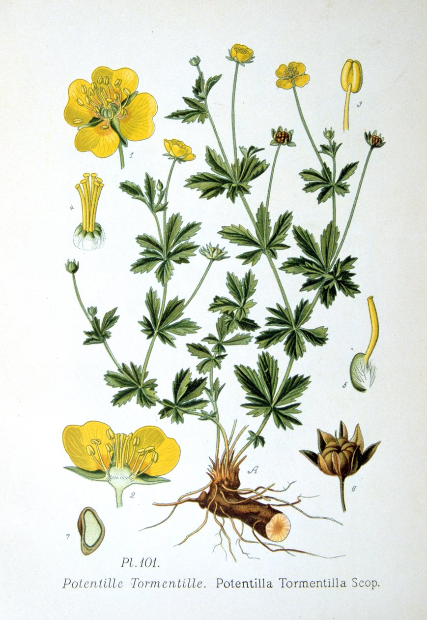 Tormentil, 1893 autorstwa Unbekannt