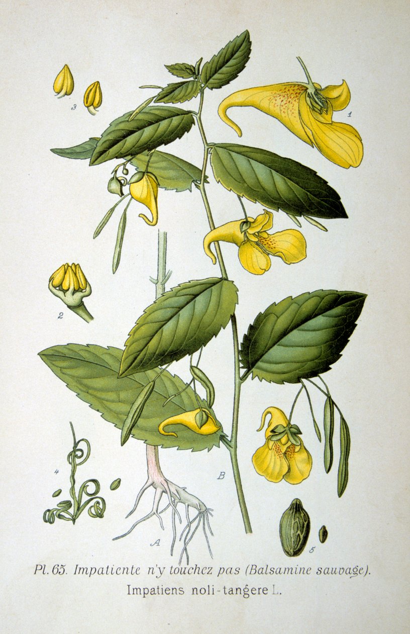 Balsam Niedotykowy, 1893 autorstwa Unbekannt