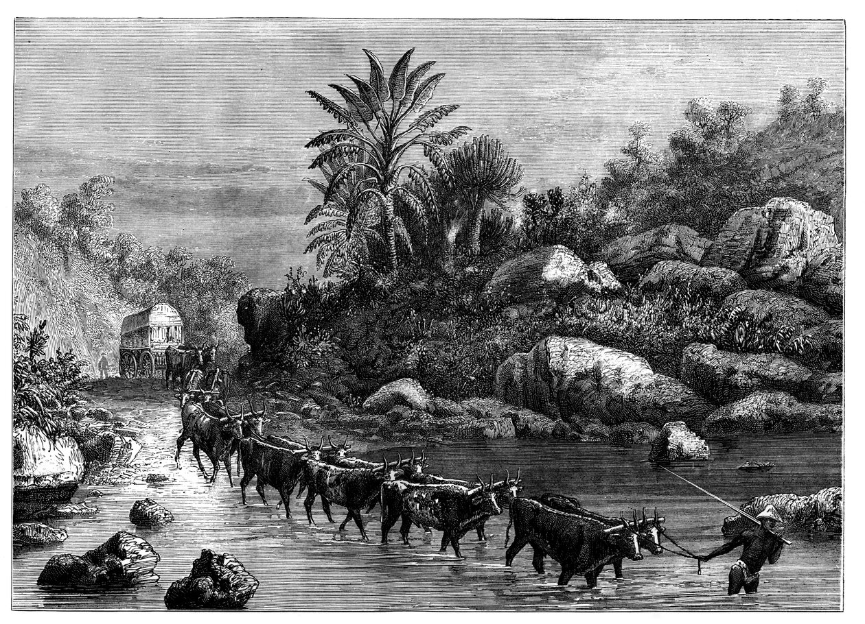 Podróżowanie po Griqualand, RPA, ok. 1890 r. autorstwa Unbekannt