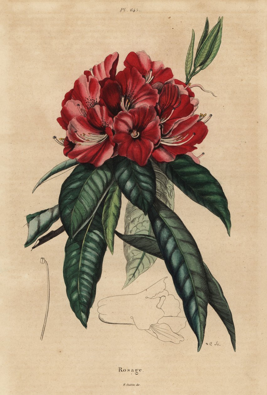 Rododendron drzewiasty, arboreum rododendronów autorstwa Unbekannt