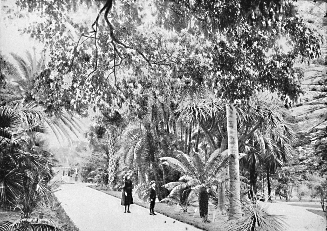 Tropikalne palmy i paprocie w ogrodach botanicznych, ok. 1900. autorstwa Unbekannt