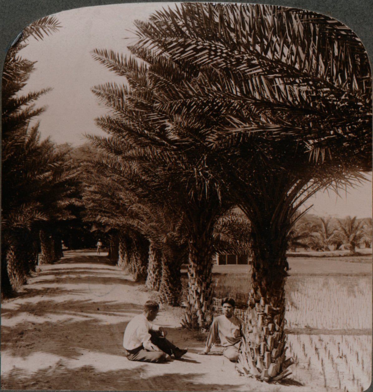 Tropikalne piękno alei palm daktylowych, Moanalua niedaleko Honolulu, H. Is. ok. 1900 autorstwa Unbekannt