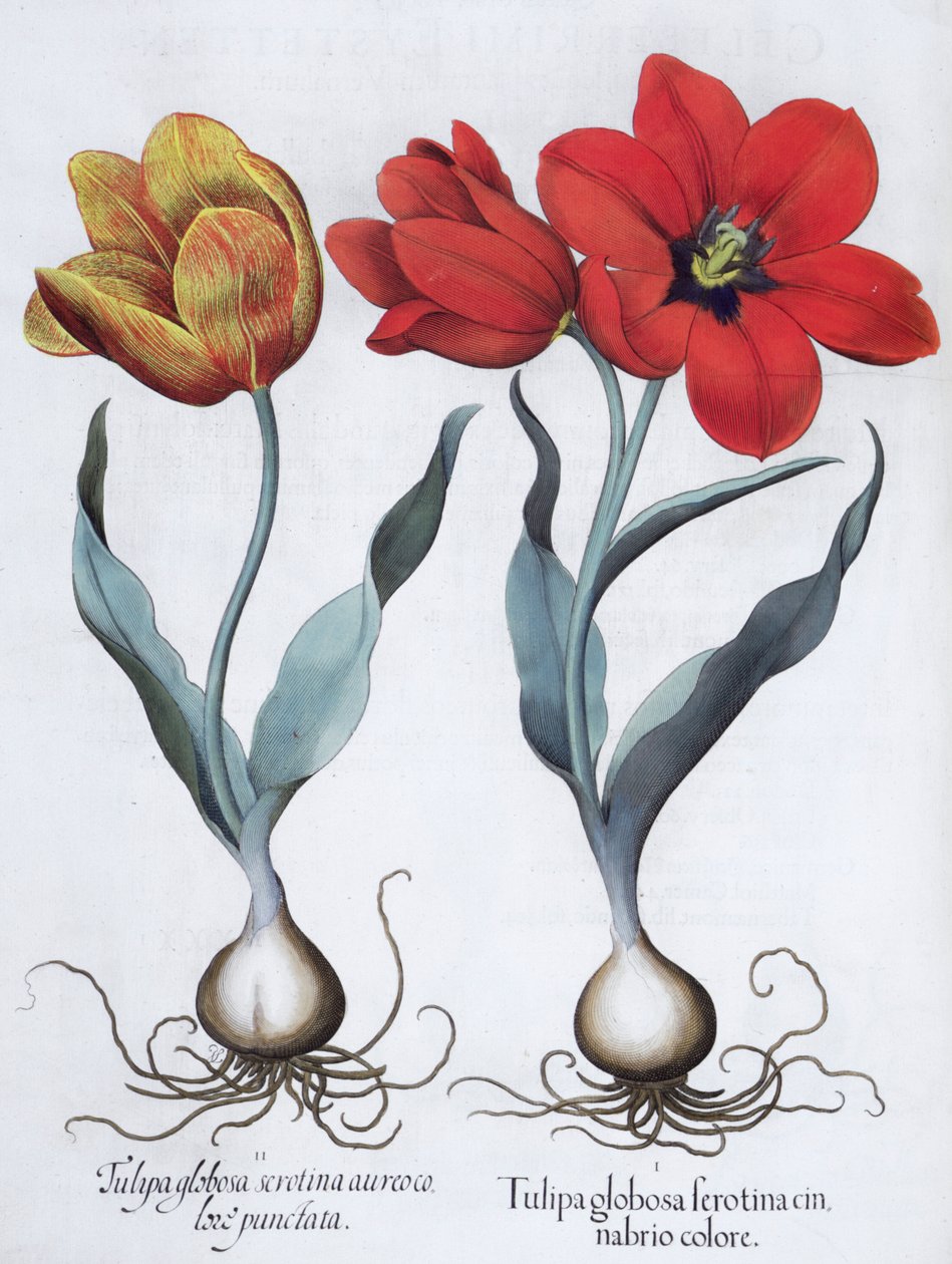 Tulipany, 1613 autorstwa Unbekannt