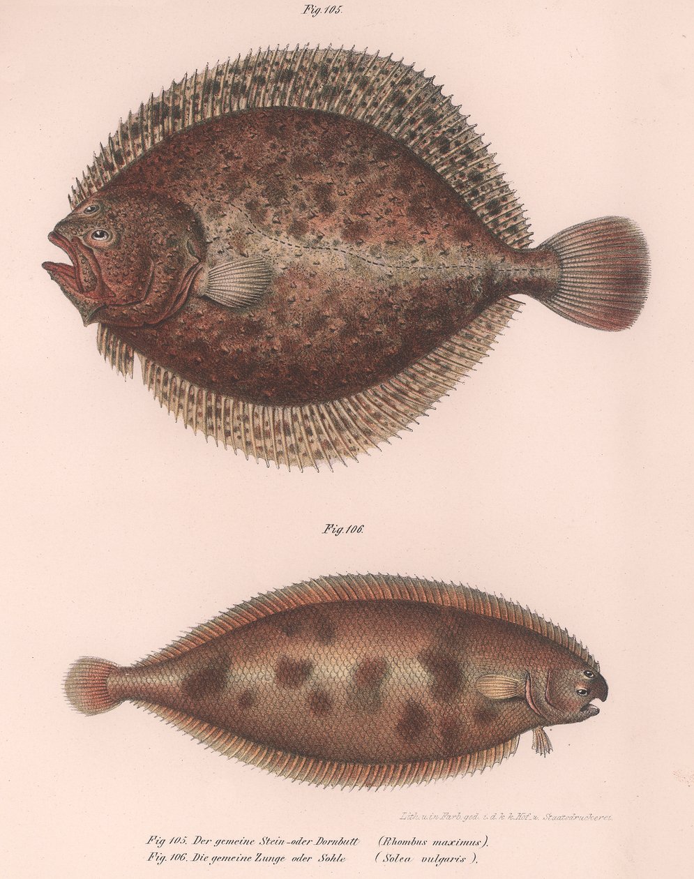 Turbot, Rhombus maximus, Solea pospolita Solea vulgaris, ok. 1850 r. autorstwa Unbekannt